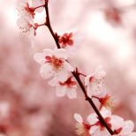 Plumflower PcK RnAB