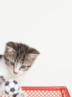Cat Playing Soccer     X
