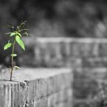 Selective Coloring Wallpaper