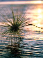 New Amber Lock Screen Wallpaper From Xperia Z        A      Firmware Update