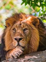 Lion Galaxy S  Wallpapers Hd
