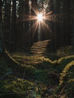 Turns out this light corridor in the forest was hi... wallpaper