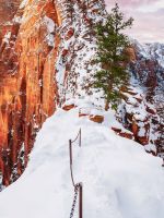 green leafed tree on mountain during daytime wallpaper