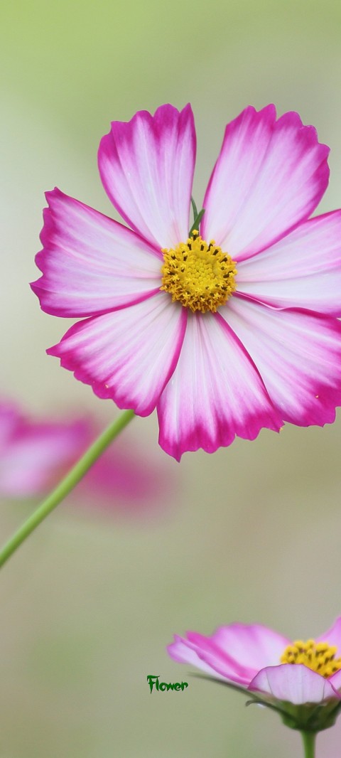 Flower Text Wallpaper