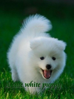 A cute white puppy Text Wallpaper