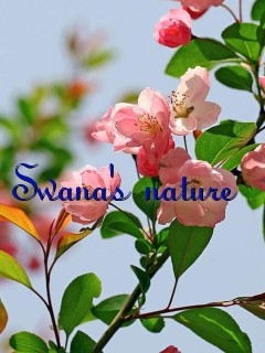 Swana's nature Text Wallpaper