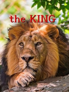 the KING Text Wallpaper
