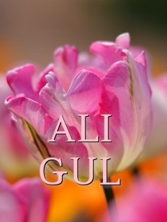ALI GUL Text Wallpaper