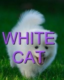 WHITE CAT Text Wallpaper